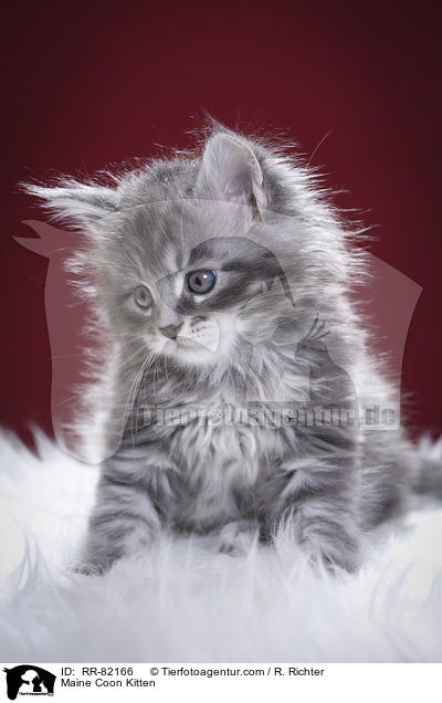 Maine Coon Ktzchen / Maine Coon Kitten / RR-82166