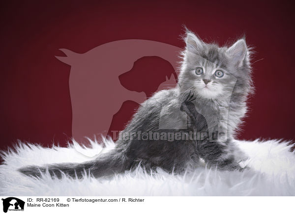 Maine Coon Ktzchen / Maine Coon Kitten / RR-82169