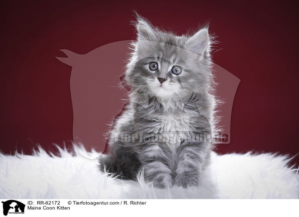 Maine Coon Ktzchen / Maine Coon Kitten / RR-82172