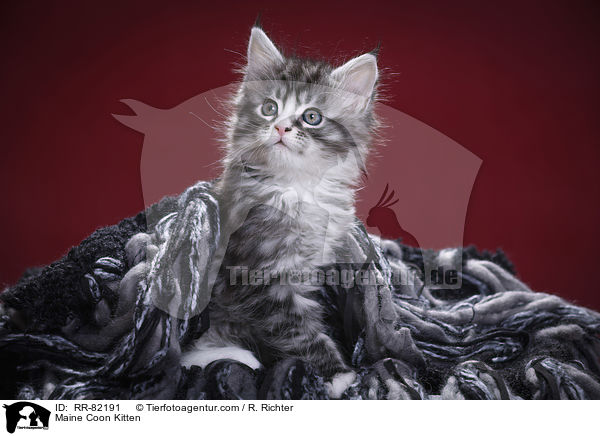 Maine Coon Ktzchen / Maine Coon Kitten / RR-82191