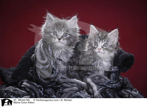 Maine Coon Ktzchen / Maine Coon Kitten / RR-82199