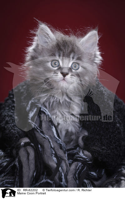 Maine Coon Portrait / Maine Coon Portrait / RR-82202