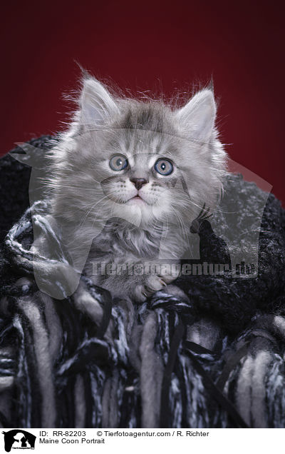 Maine Coon Portrait / Maine Coon Portrait / RR-82203