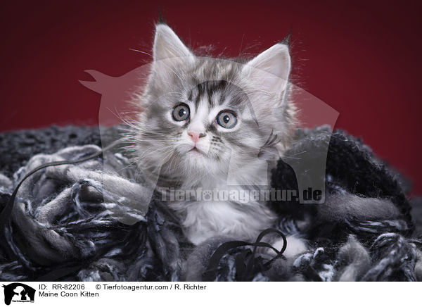 Maine Coon Ktzchen / Maine Coon Kitten / RR-82206