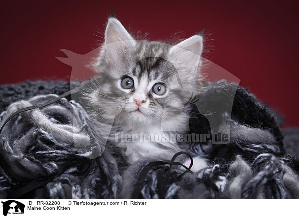 Maine Coon Ktzchen / Maine Coon Kitten / RR-82208