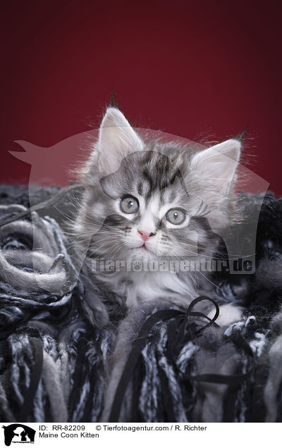 Maine Coon Ktzchen / Maine Coon Kitten / RR-82209