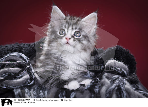 Maine Coon Ktzchen / Maine Coon Kitten / RR-82212