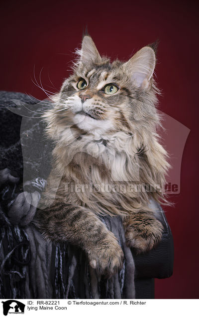 liegende Maine Coon / lying Maine Coon / RR-82221