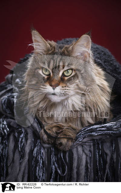 liegende Maine Coon / lying Maine Coon / RR-82226