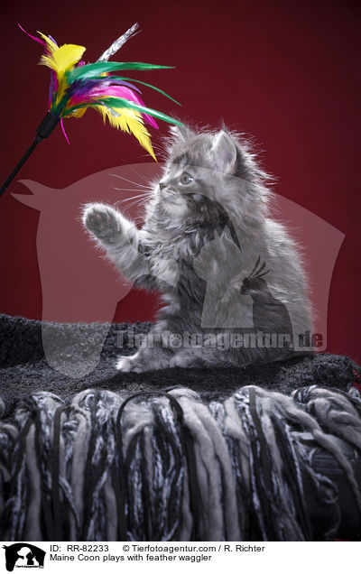 Maine Coon spielt mit Federwedel / Maine Coon plays with feather waggler / RR-82233