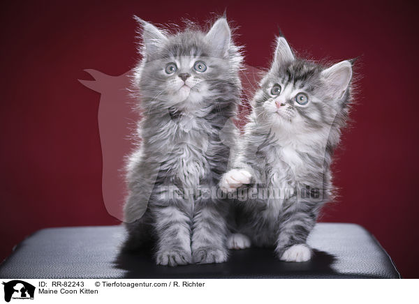 Maine Coon Ktzchen / Maine Coon Kitten / RR-82243