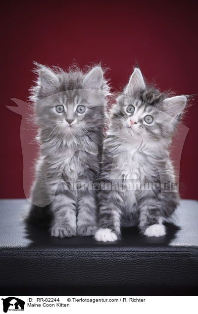 Maine Coon Ktzchen / Maine Coon Kitten / RR-82244