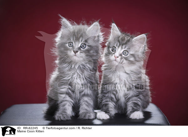 Maine Coon Ktzchen / Maine Coon Kitten / RR-82245