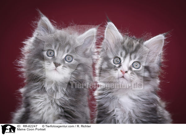 Maine Coon Portrait / Maine Coon Portrait / RR-82247