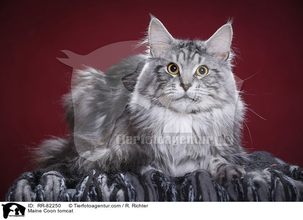 Maine Coon Kater / Maine Coon tomcat / RR-82250