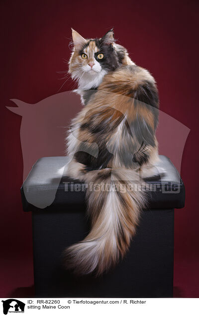 sitzende Maine Coon / sitting Maine Coon / RR-82260