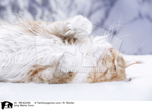 lying Maine Coon / RR-82266