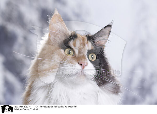 Maine Coon Portrait / Maine Coon Portrait / RR-82271