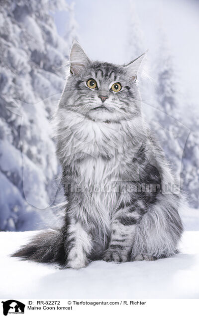 Maine Coon tomcat / RR-82272