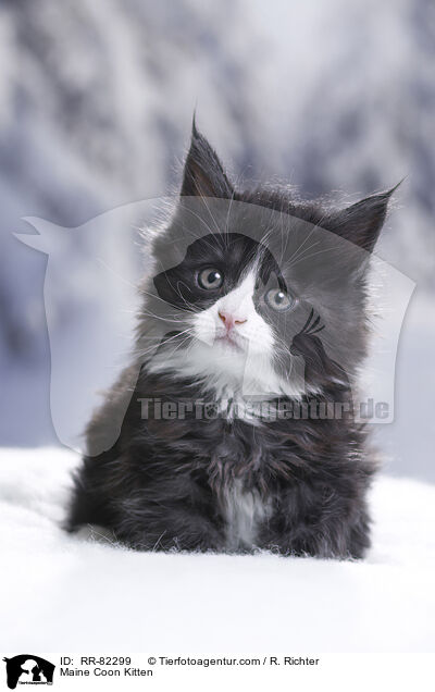 Maine Coon Ktzchen / Maine Coon Kitten / RR-82299