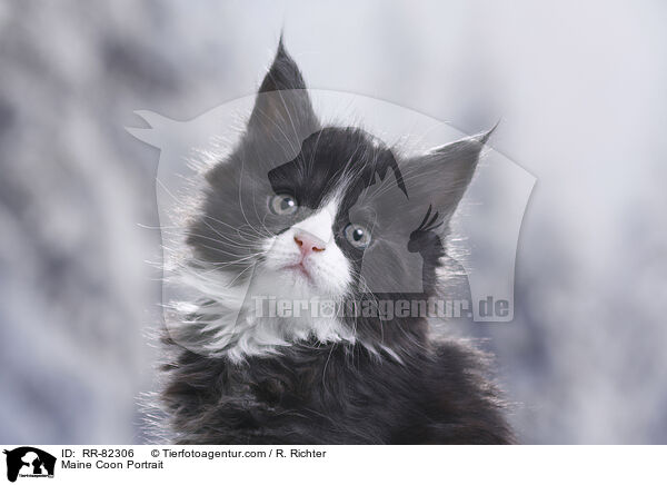 Maine Coon Portrait / Maine Coon Portrait / RR-82306