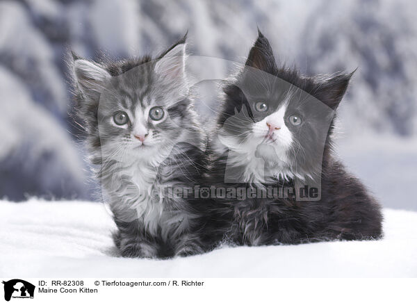 Maine Coon Ktzchen / Maine Coon Kitten / RR-82308