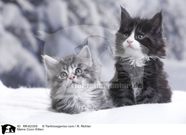 Maine Coon Ktzchen / Maine Coon Kitten / RR-82309