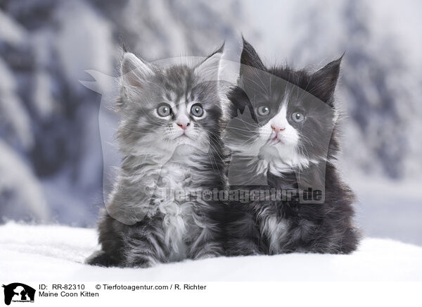 Maine Coon Ktzchen / Maine Coon Kitten / RR-82310