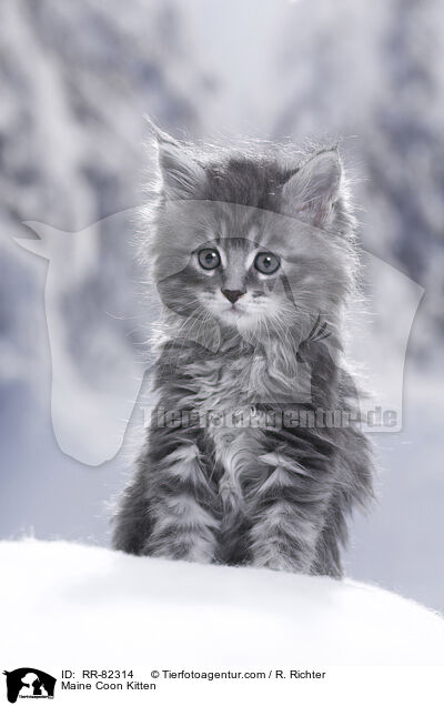 Maine Coon Ktzchen / Maine Coon Kitten / RR-82314