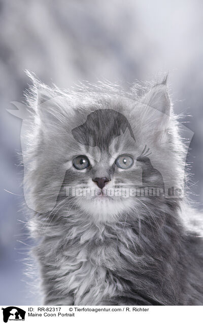 Maine Coon Portrait / Maine Coon Portrait / RR-82317