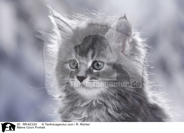 Maine Coon Portrait / Maine Coon Portrait / RR-82320