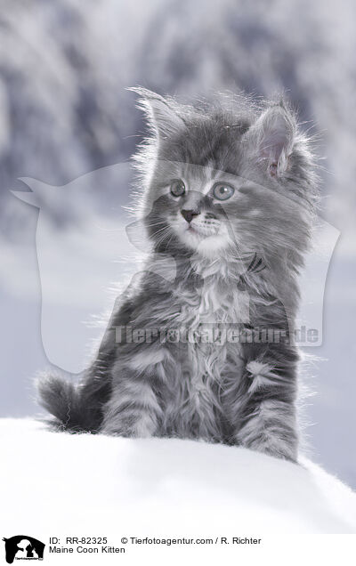 Maine Coon Ktzchen / Maine Coon Kitten / RR-82325