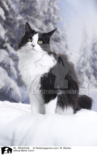 sitzende Maine Coon / sitting Maine Coon / RR-82329