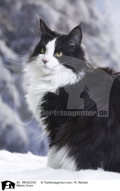 Amerikanische Waldkatze / Maine Coon / RR-82330