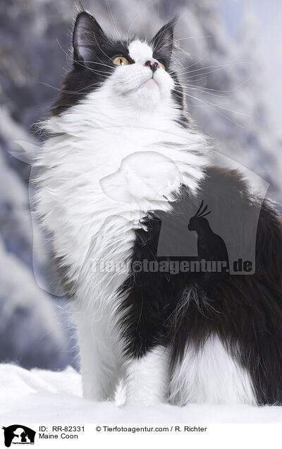 Amerikanische Waldkatze / Maine Coon / RR-82331