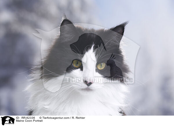 Maine Coon Portrait / Maine Coon Portrait / RR-82336