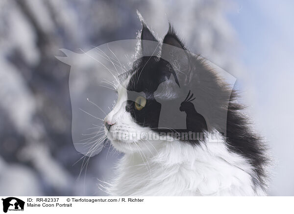 Maine Coon Portrait / Maine Coon Portrait / RR-82337