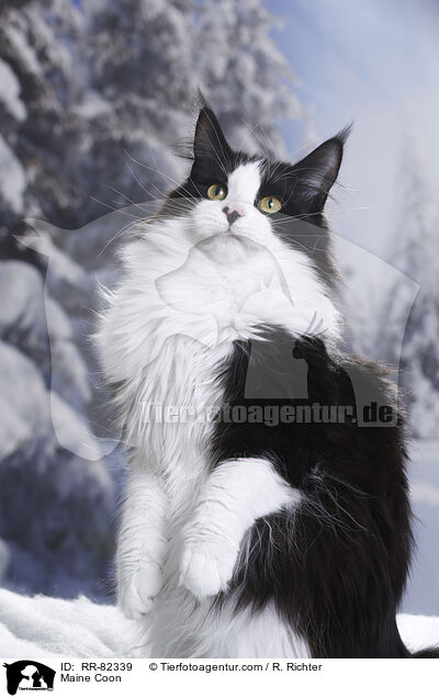 Amerikanische Waldkatze / Maine Coon / RR-82339