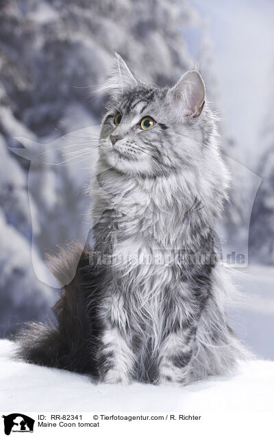 Maine Coon Kater / Maine Coon tomcat / RR-82341