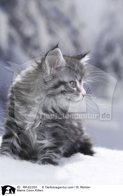 Maine Coon Ktzchen / Maine Coon Kitten / RR-82350