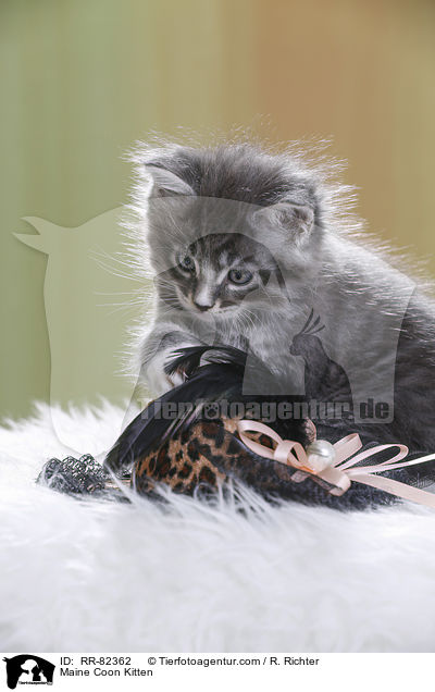 Maine Coon Ktzchen / Maine Coon Kitten / RR-82362