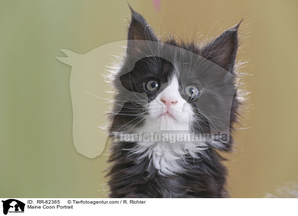 Maine Coon Portrait / Maine Coon Portrait / RR-82365