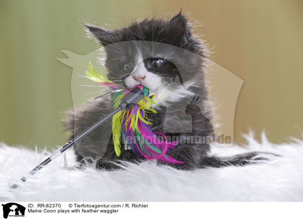 Maine Coon spielt mit Federwedel / Maine Coon plays with feather waggler / RR-82370