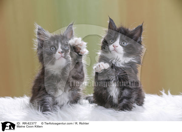 Maine Coon Ktzchen / Maine Coon Kitten / RR-82377