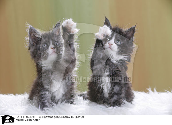 Maine Coon Ktzchen / Maine Coon Kitten / RR-82378