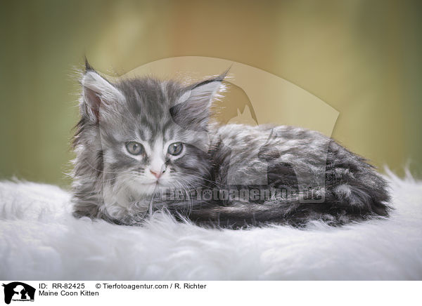 Maine Coon Kitten / RR-82425