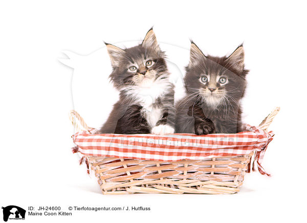 Maine Coon Kitten / JH-24600