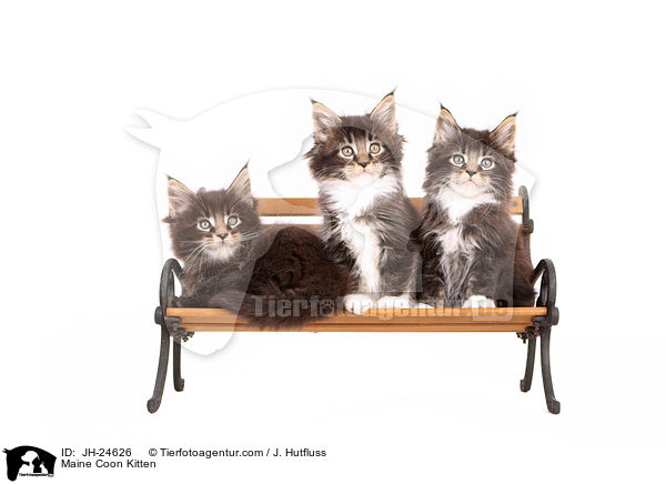 Maine Coon Kitten / JH-24626