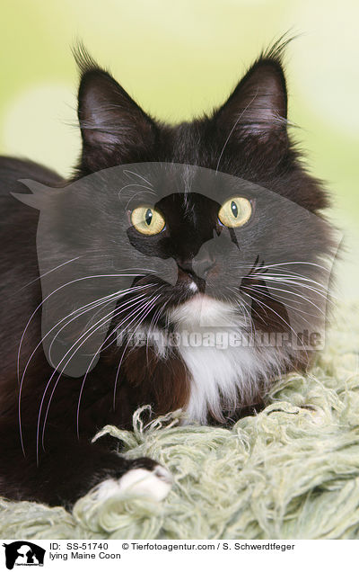 liegende Maine Coon / lying Maine Coon / SS-51740