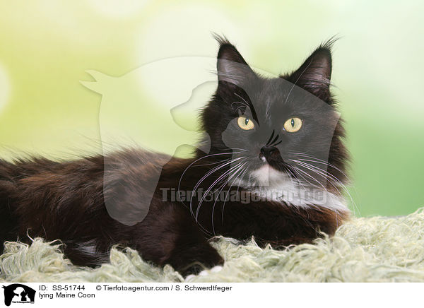 liegende Maine Coon / lying Maine Coon / SS-51744